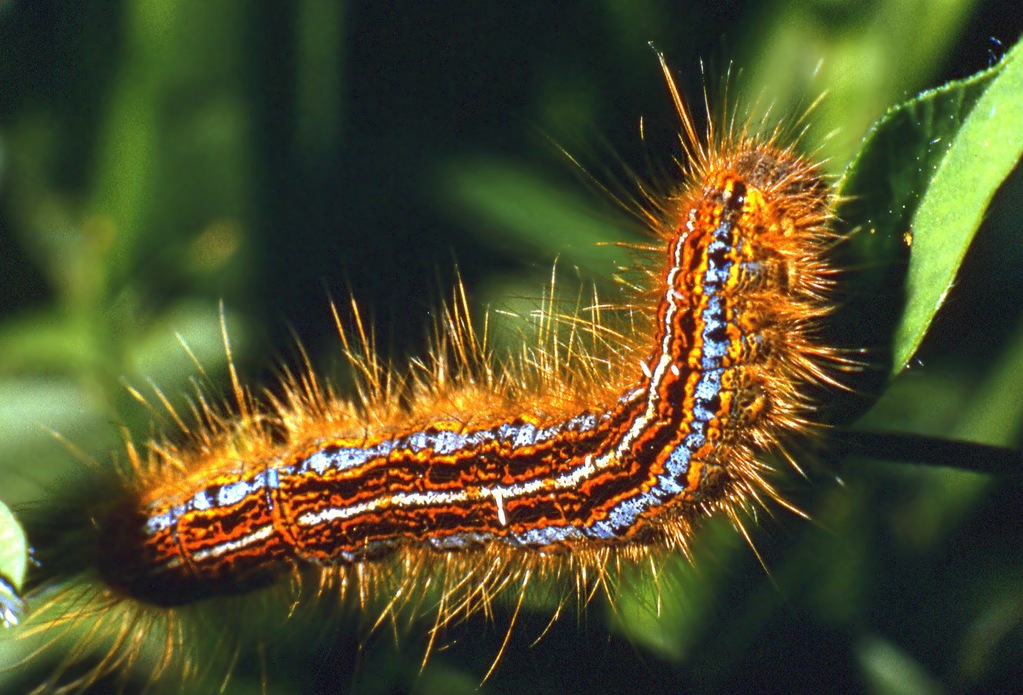 bruco di Malacosoma franconicum